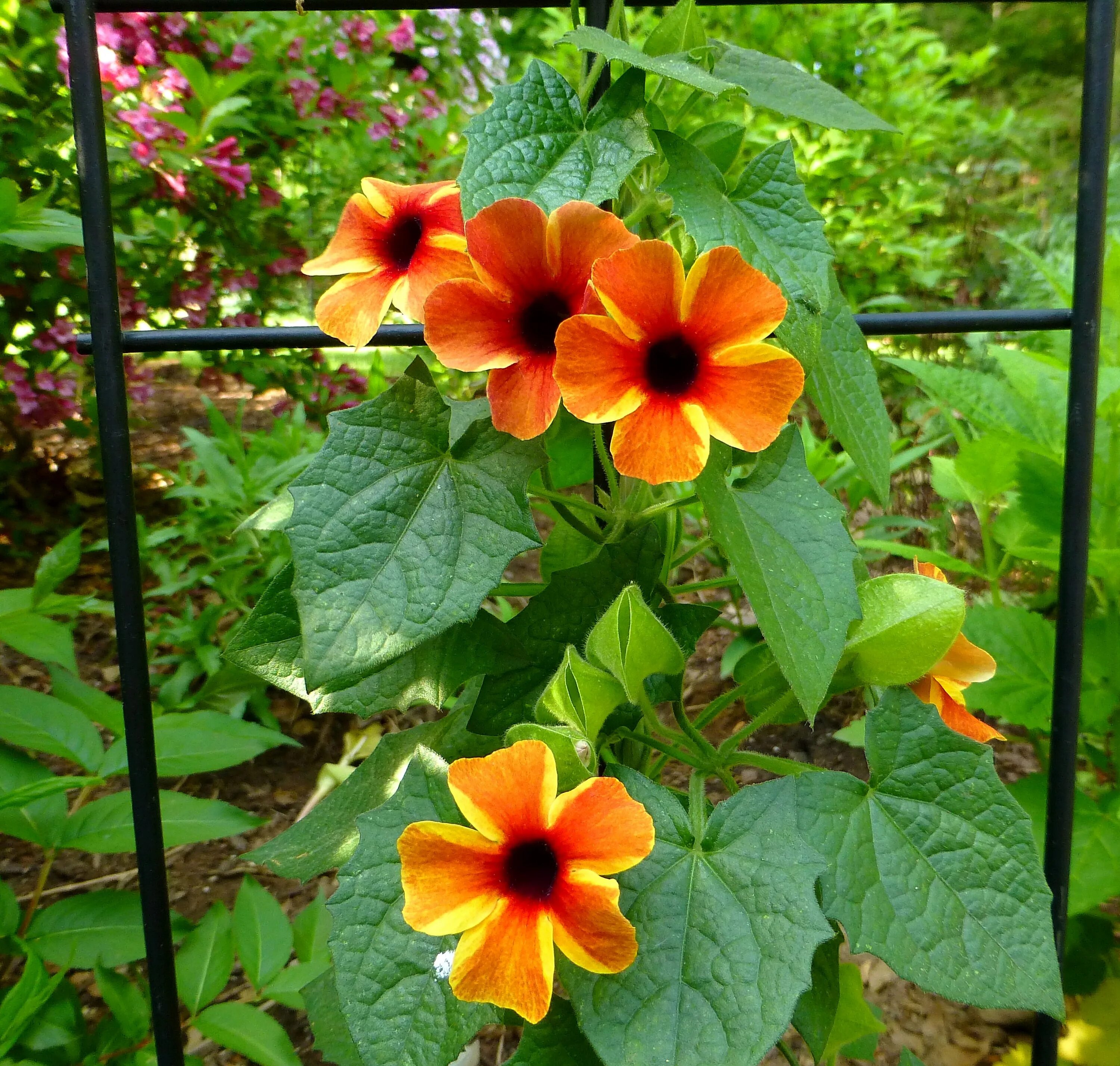 TIGER EYES Black-Eyed Susan Vine Seeds - 15 seeds - $3 Orange blooms with pierci