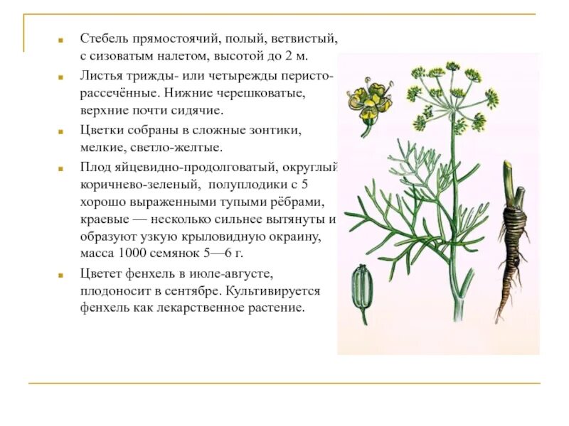 Растение имеющее прямостоячий стебель. Лекарственные растения улучшающие пищеварение. ветвистый стебель. прямостоячий стебель сообщение. стебель простой или ветвистый.