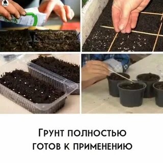 Подготовка семян к посеву (54 фото)