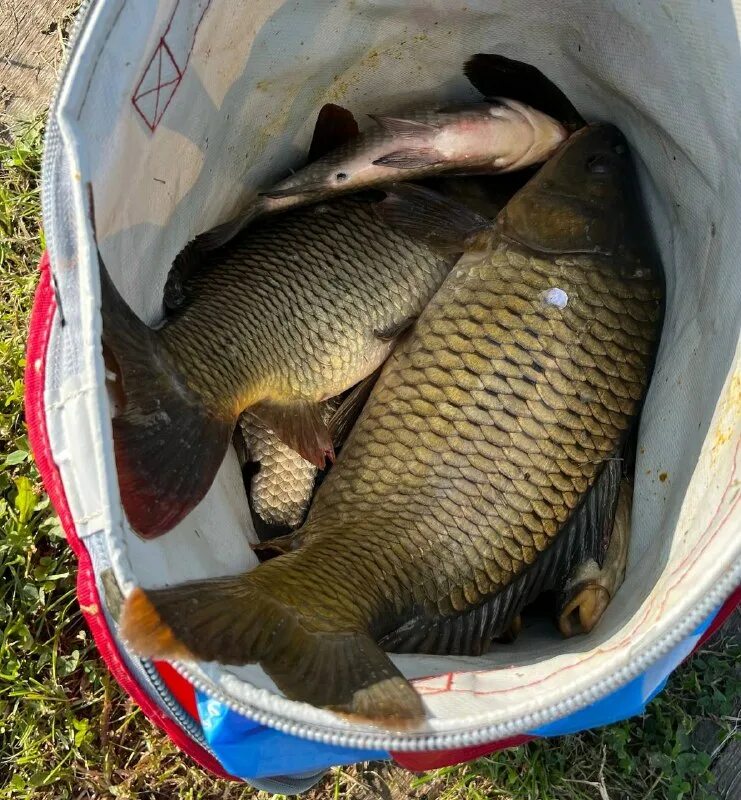 Опытная станция калуга форель рыбалка. Рыбалка воротынск форель. Калужская форель опытная. Калужская форель. Калужская форель калуга.