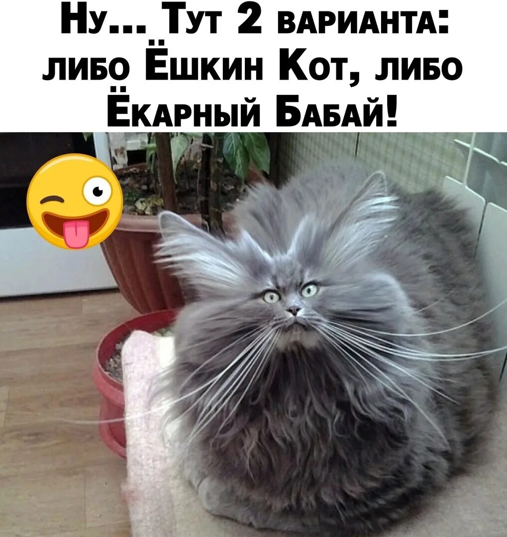 Kisyunya- masunya 2023 МЫ - ХОЗЯЙКИ VK