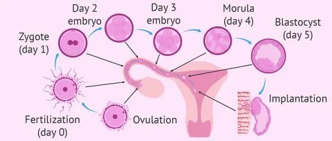 Support community to help you during IVF & fertility treatments - inviT...