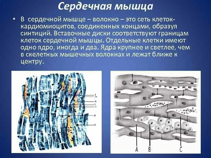 Волокна сердечных мышц