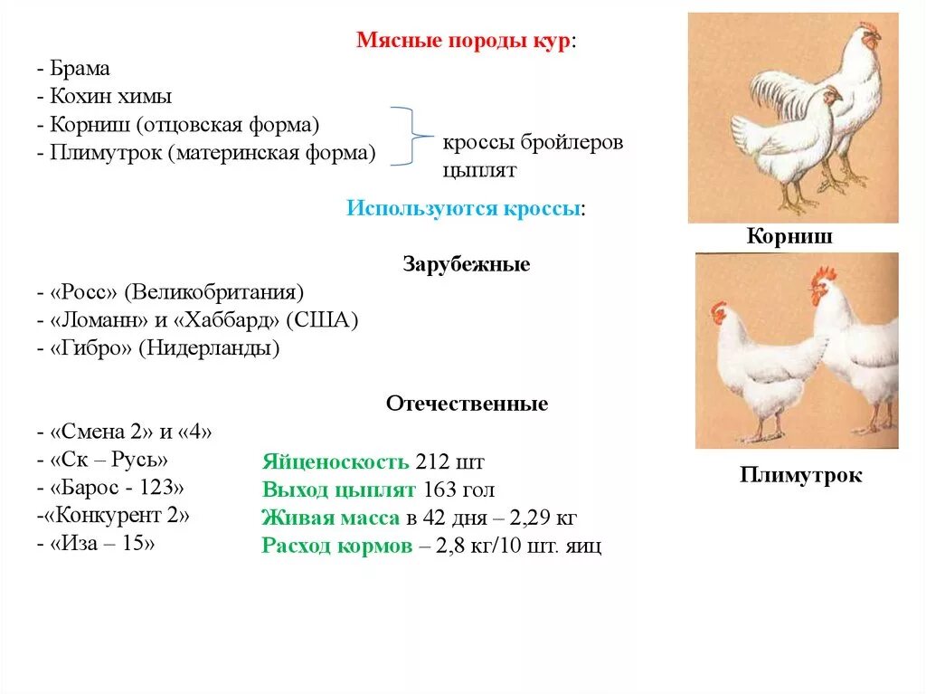 Кура рост. Схема скрещивания для получения бройлеров. Мясные породы кур таблица. Схема корма цыплят бройлеров 500. Породы кур бройлеров таблица.