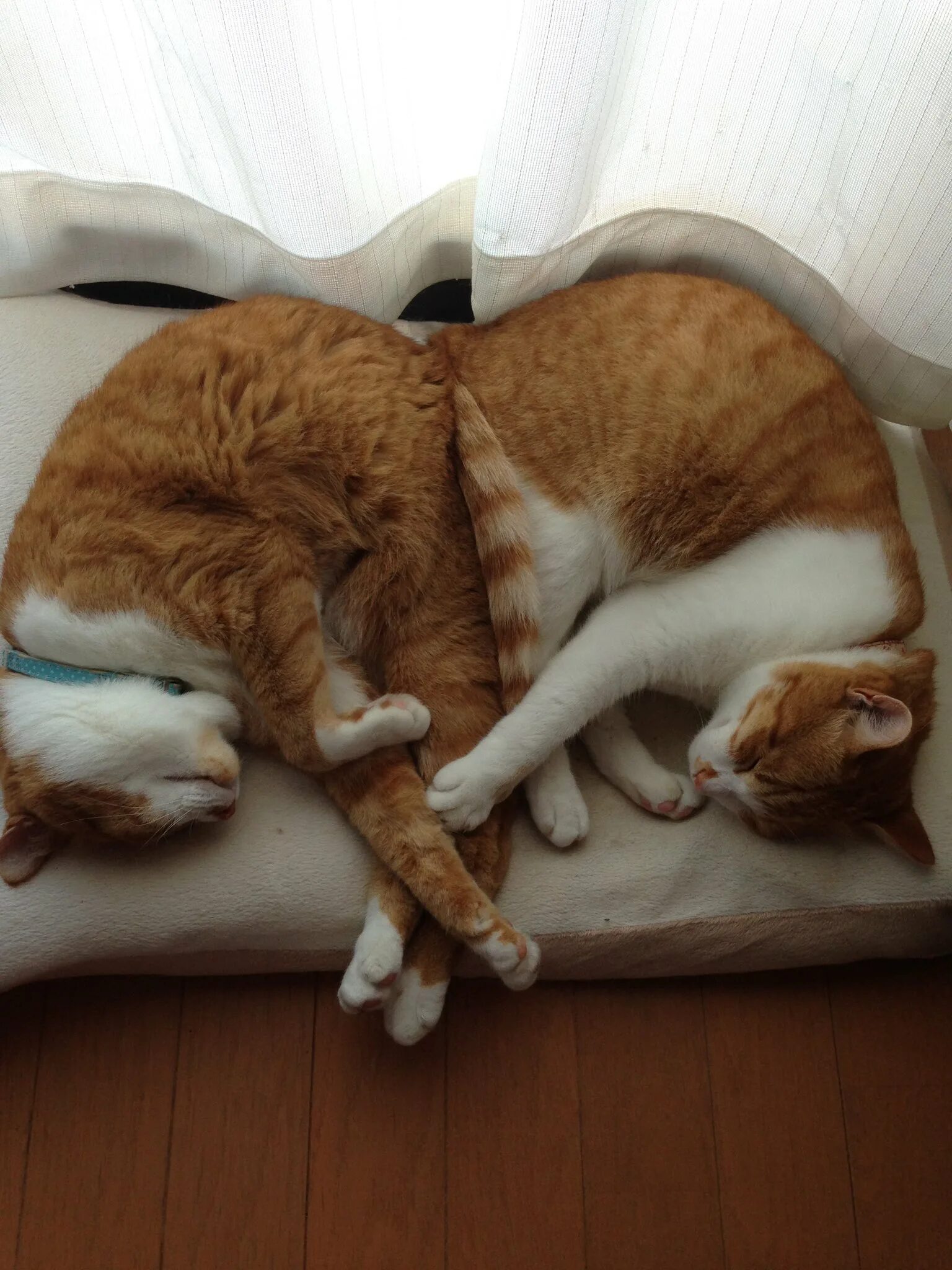 Спящие коты и кошки. Кошка спит. спящие котики. котики в смешных позах. прикольные спящие коты.