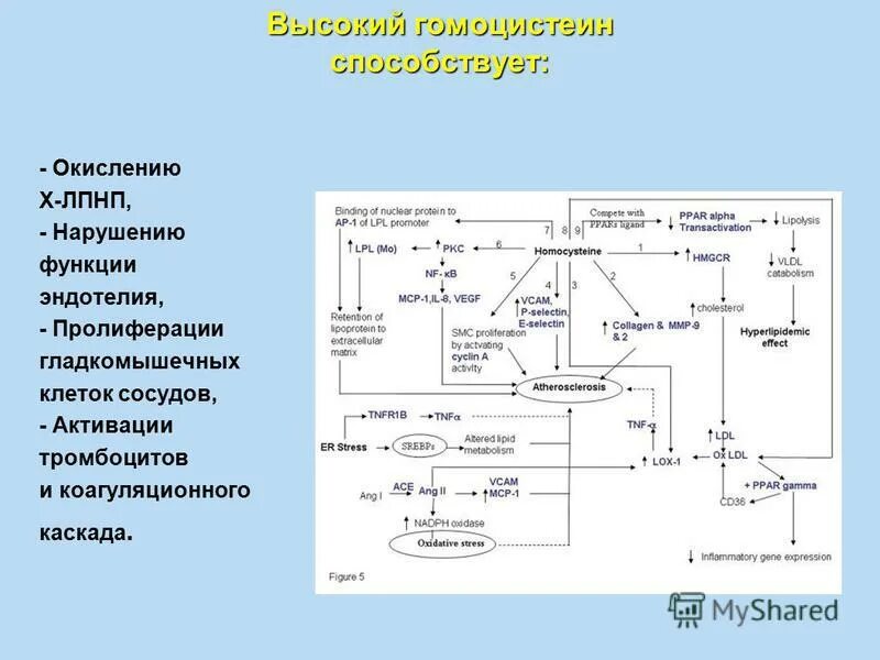 Гомоцистеин биохимия. Метаболизм гомоцистеина схема. Схема обмена метионина. Метаболизм гомоцистеина биохимия. Снижение гомоцистеина схема.