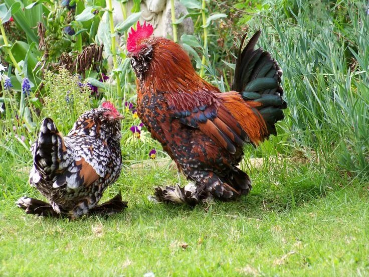 Beautiful chickens Bantam chickens, Chickens backyard, Chicken breeds