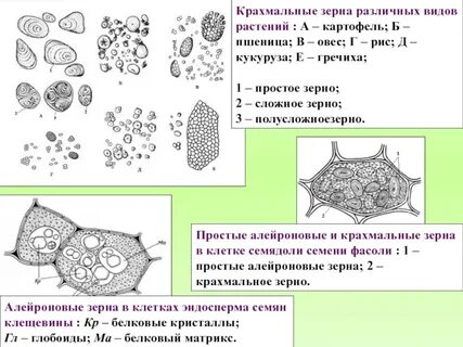 Виды крахмальных зерен