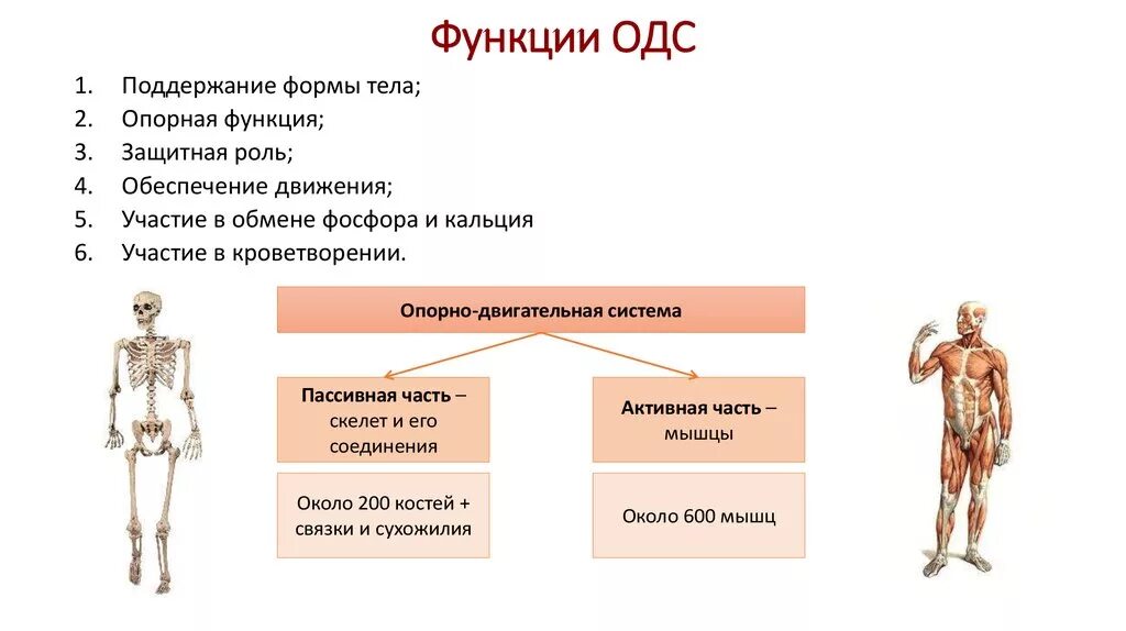 Опорно двигательная система какие функции. Строение и функции опорно-двигательной системы. Опорно двигательная система органов функции и строение. Функции активной части опорно-двигательной системы. Опорно двигательная система функции таблица.