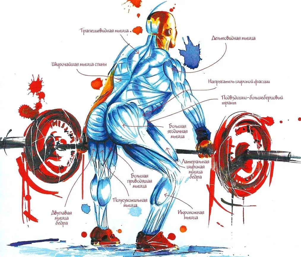 Биомеханика тренировки. Рывок мышцы. Рывок штанги мышцы. Подъем штанги на грудь. Рывок штанги на грудь.