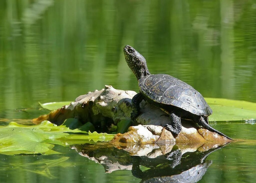 Черепахи в озерах. Европейская Болотная черепаха. Европейская Болотная черепаха (Emys orbicularis). Черепашата Болотной черепахи. Болотная черепаха в Беларуси.