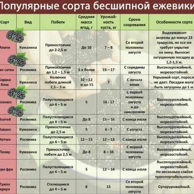 Список сортов. Сравнительная таблица сортов ежевики. таблица характеристик ежевики. таблица- сравнение ежевики по сортам. сравнительная характеристика сортов ежевики.