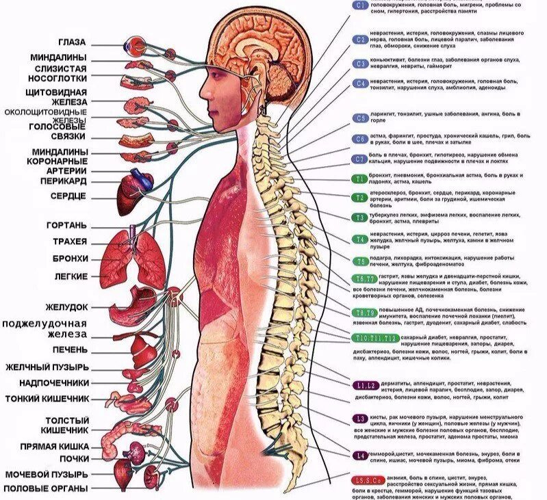 Может ли болеть спина из за кишечника. Схема связи позвоночника с внутренними органами. Схема позвонков человека с органами. Какие позвони за что отвечают. Позвоночник человека анатомия и иннервация.