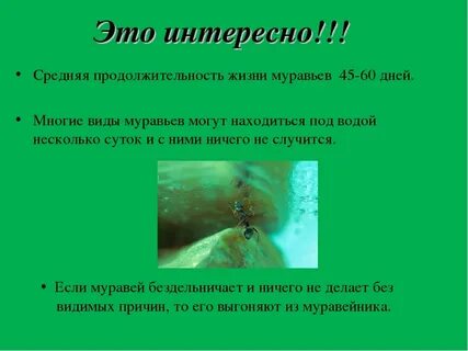 Муравей сколько лошадей