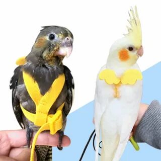 Шлейка для кореллы