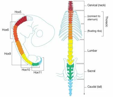 Hox genes direct the identity of vertebrae.