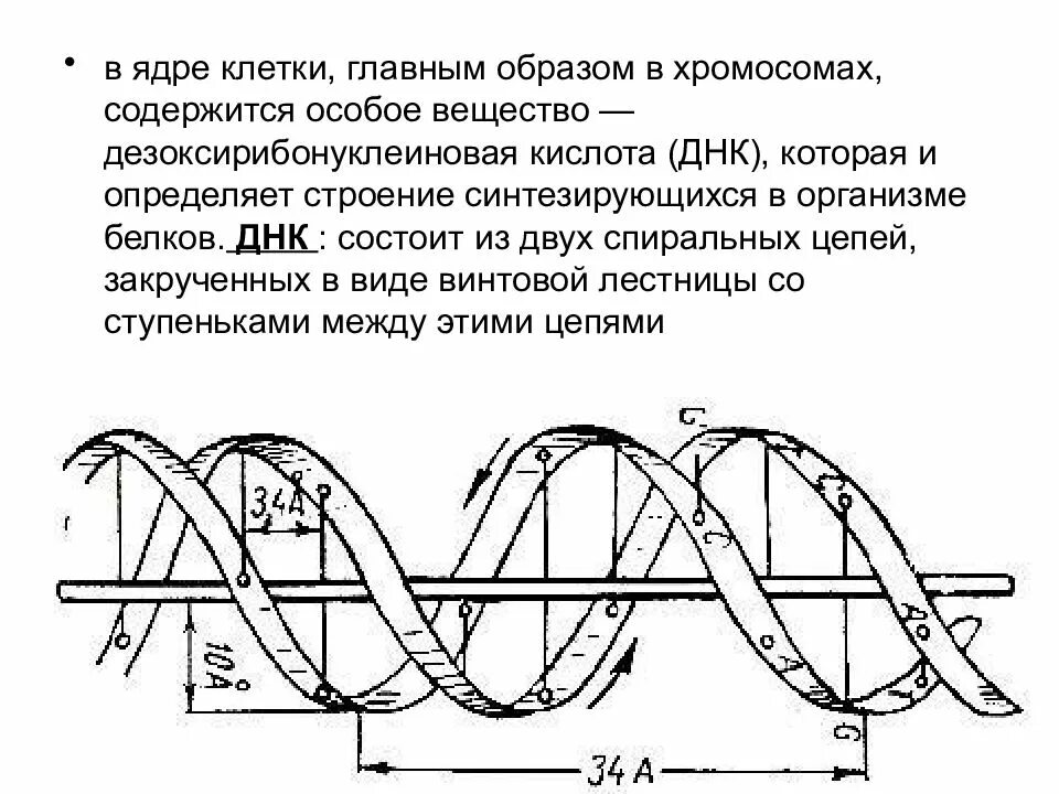 Состоит из двух спирально закрученных