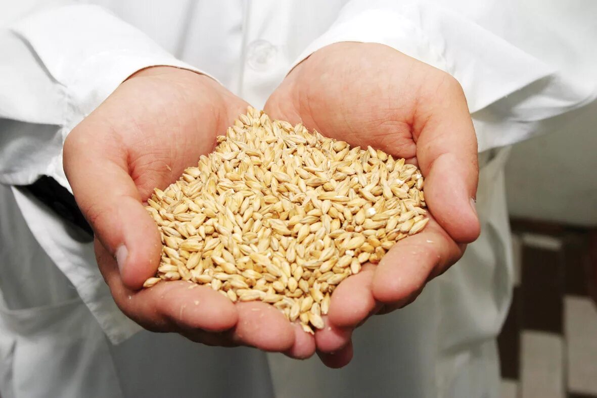 Фермер Голд зерносмесь. Горсть пшеницы. Зерно в руках. Пшеница в руках.