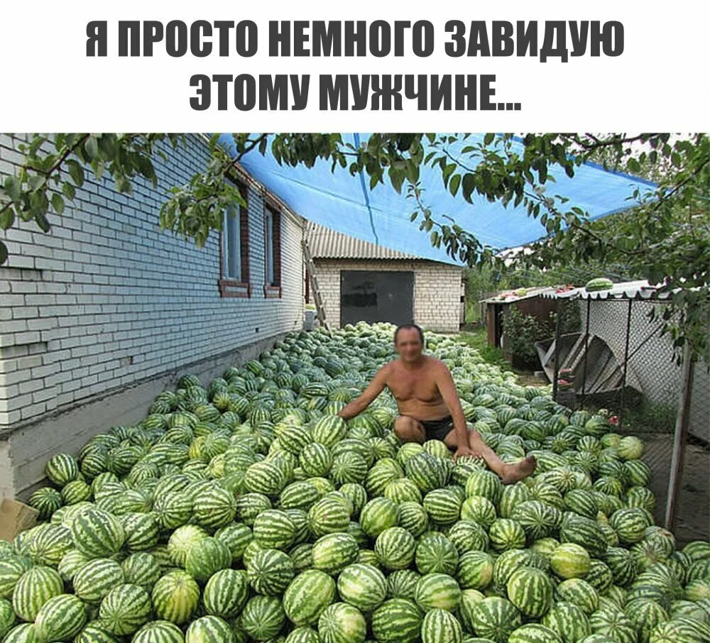 Прикол дынь дынь. Смешной арбуз. поле с арбузами. смешная дыня. арбуз прикол.