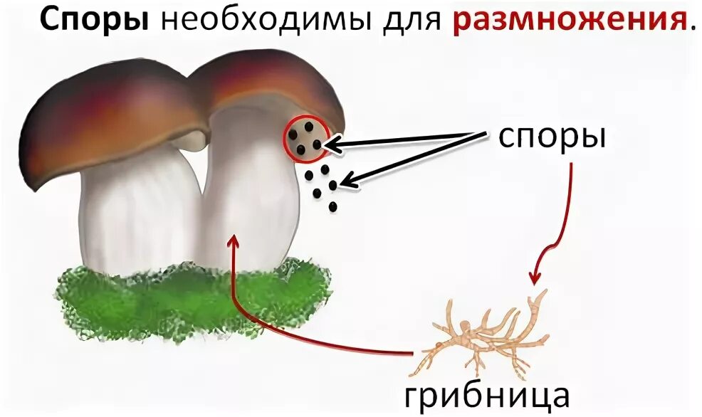 Размножение грибов грибницей. Схема размножения гриба. Размножение шляпочного гриба схема.