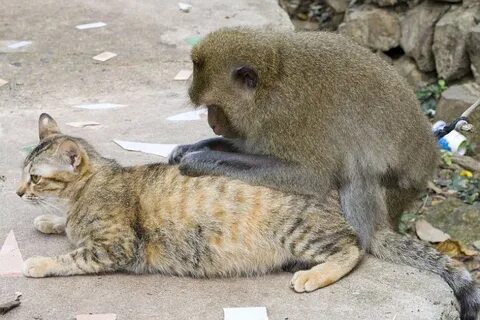 Обезьяна и кот