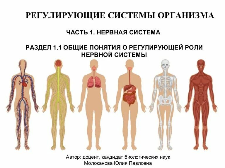 Название органов человека. Системы органов. Человек в системе. Функциональные системы организма человека. Систамаорганов человека.