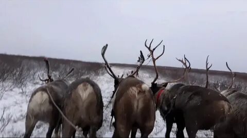 Паршута увезу в тундру