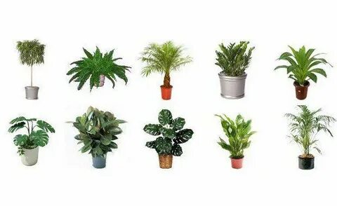 Plant off