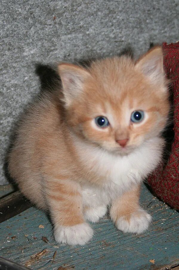 Рыжие котята в добрые. Питомник рыжих сибирских кошек. Рыже белые сибирские котята. Котята сибирской породы рыжие. Котенка рыжего отдам в хорошие.