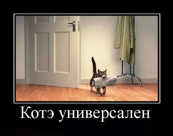 Включи видео про котэ. Кот наперсточник. Котэ песня. Котэ демотиваторы. Умная кошка.