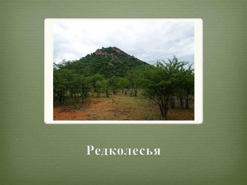 Растительный мир редколесья. Растительный мир саванны и редколесья. Растительный мир саванны редколесья и кустарники. Растения в Редколесье.