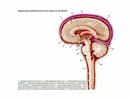 Расширение субарахноидального пространства головного мозга