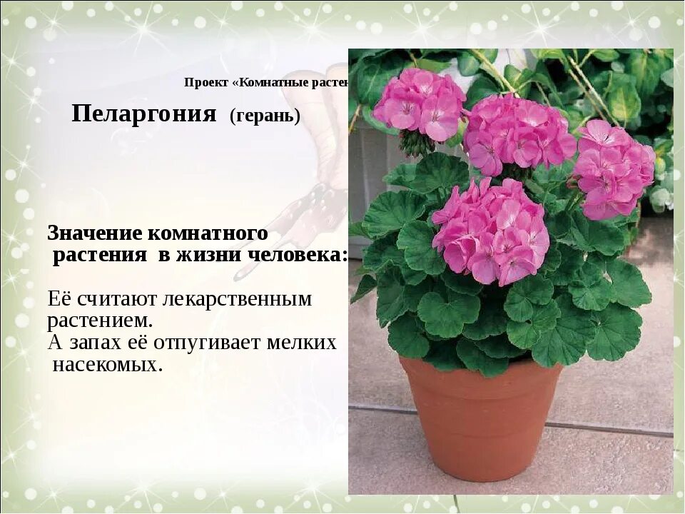 Герань значение. Пеларгония декоративнолистная. герань пеларгония тупица. проект комнатные растения. проект про герань.