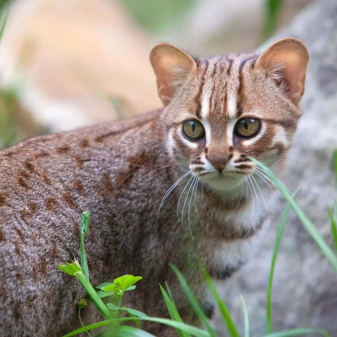 Дикая ржавая кошка. Ржавая кошка. Prionailurus rubiginosus. Самый мелкий дикий. Prionailurus rubiginosus.