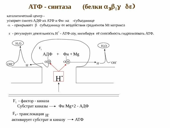 Синтез атф работа протонной атф синтазы. Синтез атф работа протонной атф синтазы