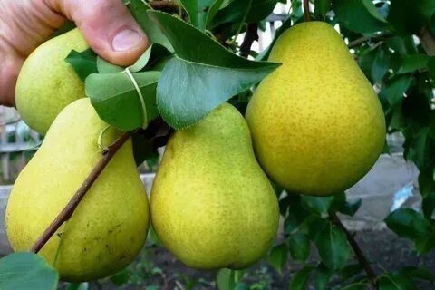 Груша чижовская уход