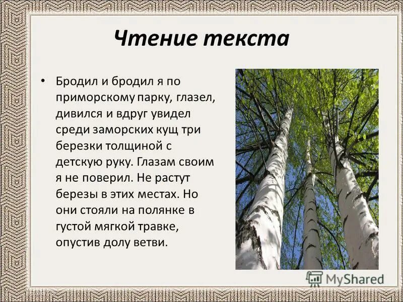 Три березы текст. Бродил и бродил я по Приморскому парку. Бродил и бродил я по Приморскому парку Астафьев. Изложение в Астафьев бродил и бродил я по Приморскому парку. Бродил я бродил я по Приморскому парку изложение.