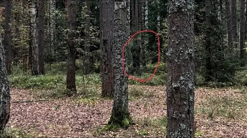 Включи видео леса