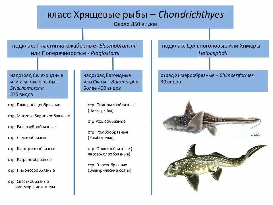 Какие способы размножения характерны для хрящевых