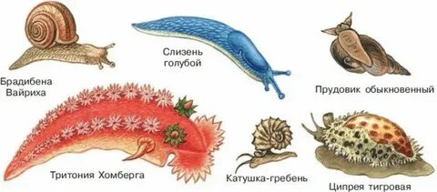 Брюхоногие моллюски примеры