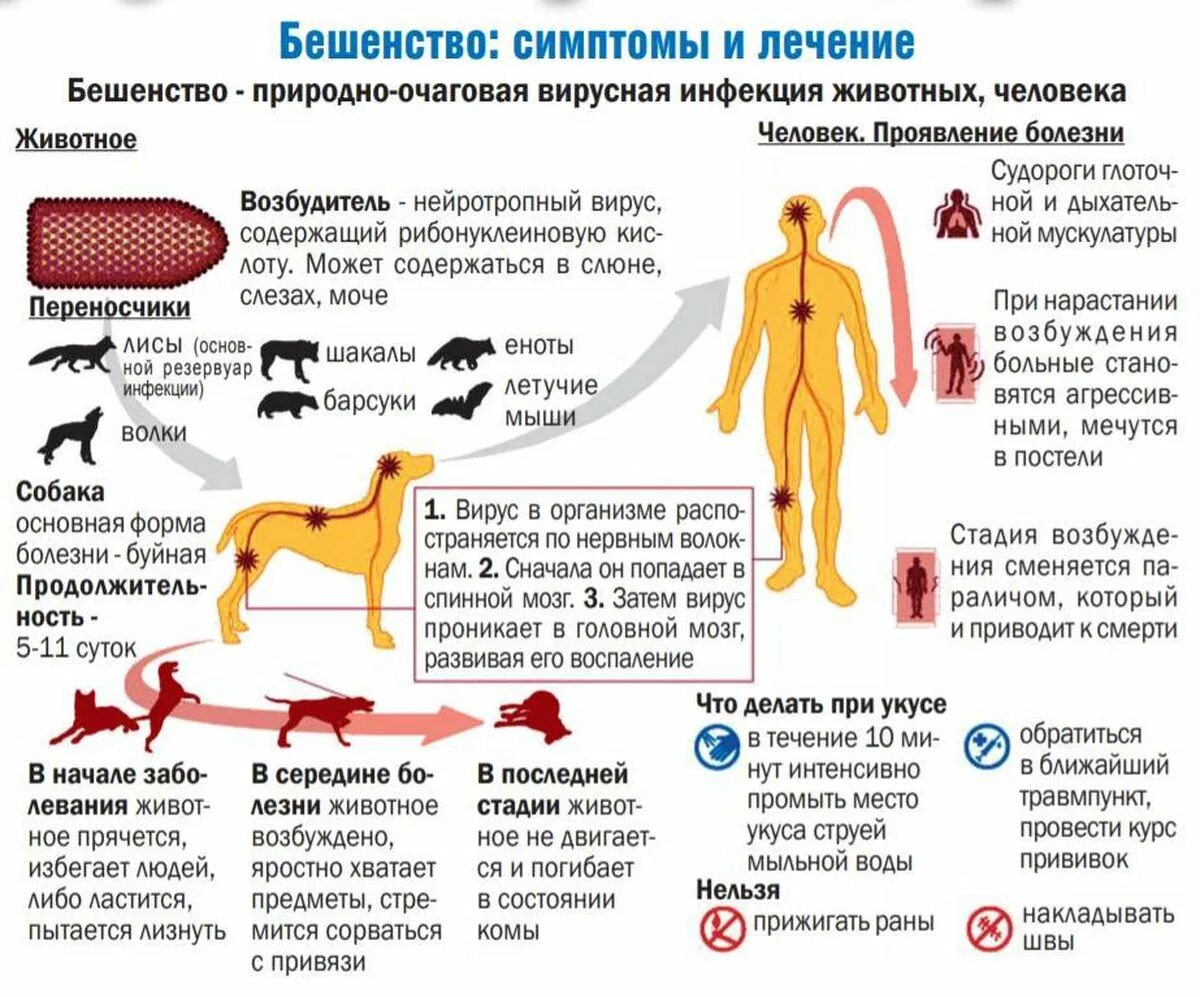 Бешенство через слюну