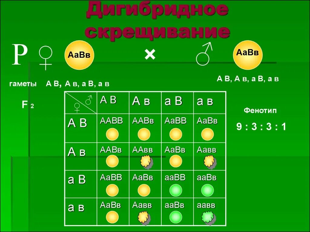 Дигибридное скрещивание задание. Генетика дигибридное скрещивание. Решение задач на скрещивание по биологии. Дигибридное скрещивание по биологии. Решение генетических задач на дигибридное скрещивание.