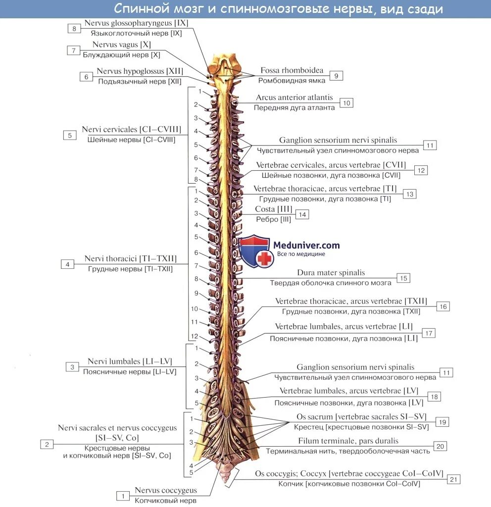 Сколько пар спинномозговых нервов отходит от спинного. Спинной мозг строение на латинском. Строение спинного мозга латынь. Спинной мозг строение анатомия латынь.