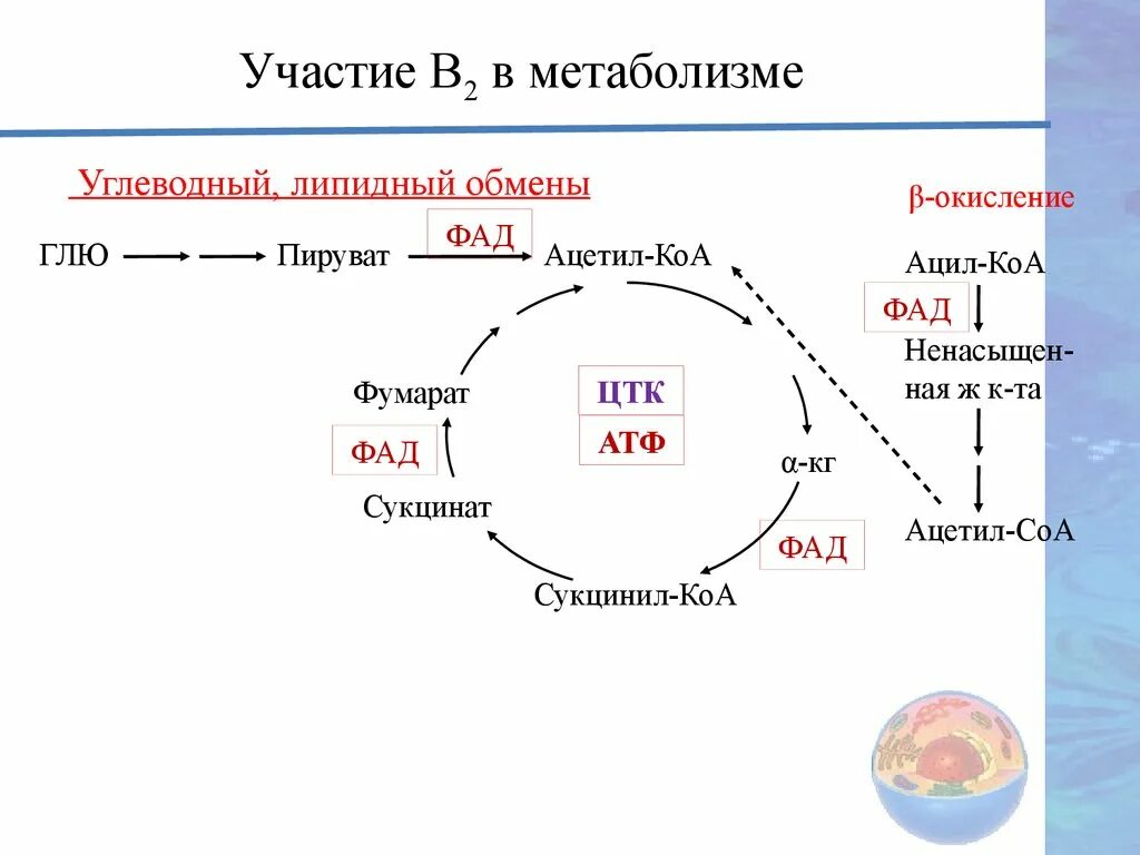 Пируват атф. Пируват в ацетил КОА. Пируват в ацетил КОА витамин. Метаболизм ацетил КОА. Ацетил КОА И ФАД.