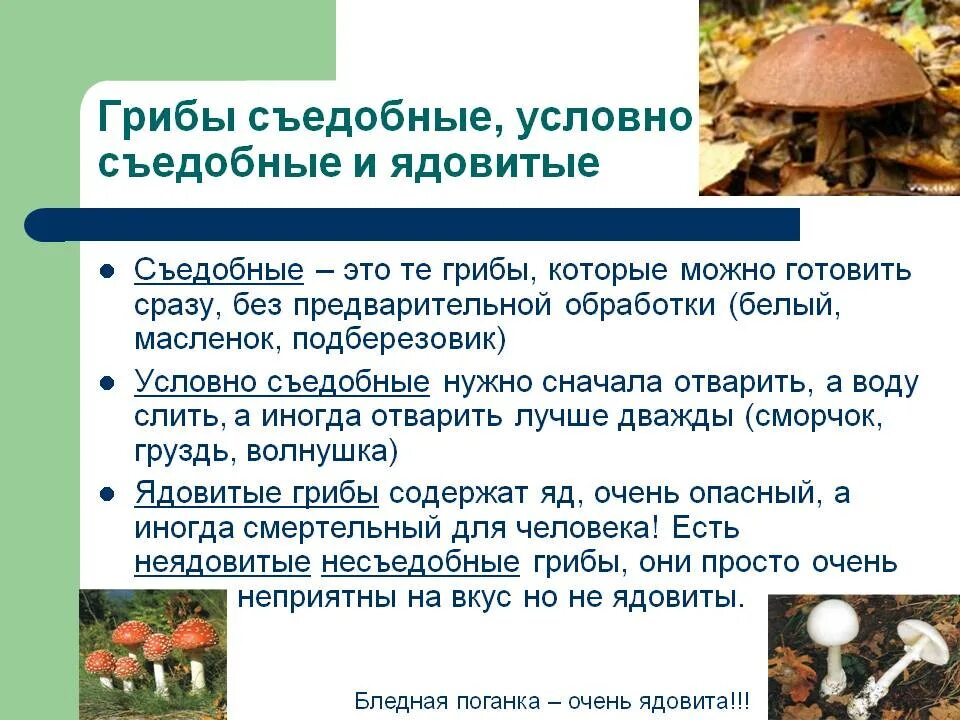 Что такое грибница 3 класс окружающий