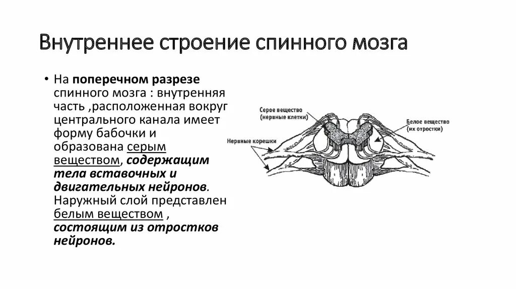 Как выглядит спинной мозг на поперечном. Внешнее и внутреннее строение спинного мозга. Спинной мозг схема внутренней. Наружное строение спинного мозга схема. Опишите внутреннее строение спинного мозга.