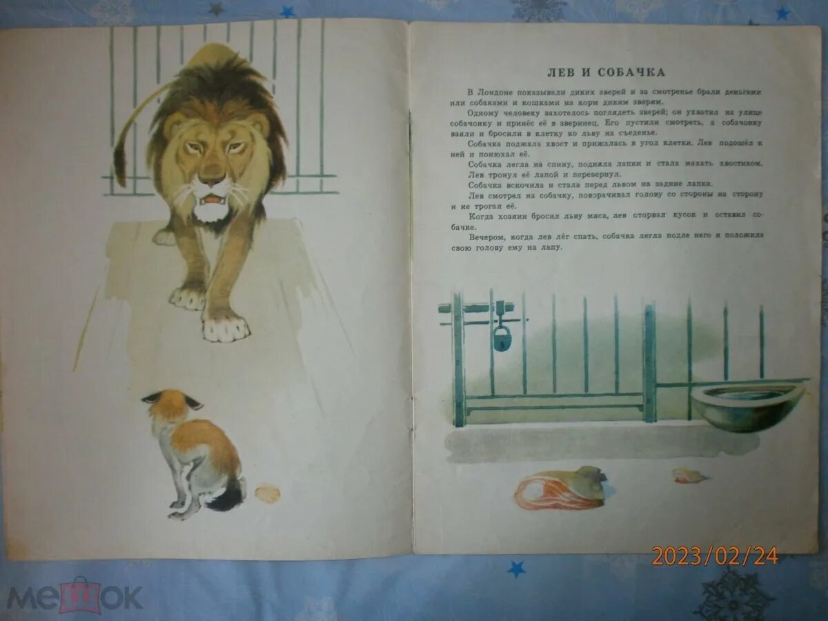 Какое впечатление произвел рассказ лев и собачка. Лев и собачка лев николаевич толстой книга. лев и собачка собачка поджала хвост и прижалась в угол клетки. лев и собачка толстой краткое содержание. главная мысль рассказа лев и собачка.