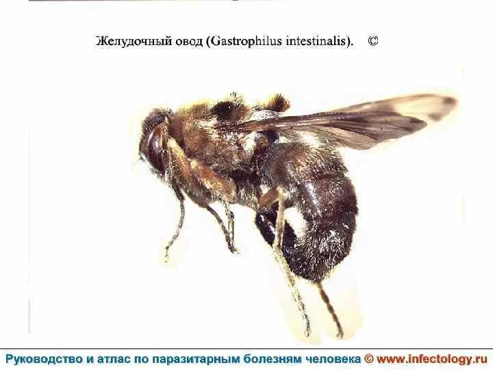 Рассказ сергея овода навигатор. Личинки желудочного овода. Большой желудочный Овод - Gastrophilus intestinalis. Овод Rhinoestrus purpureus. G. intestinalis большой желудочный Овод.