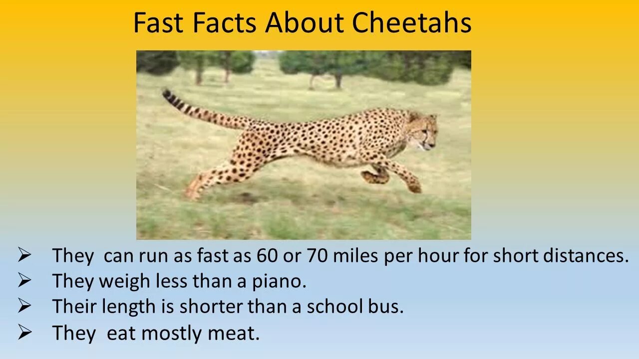 It is very fast. Cheetah facts. Animal facts 5 класс a Cheetah. About Cheetah for Kids. A Cheetah Run very fast 5 класс.