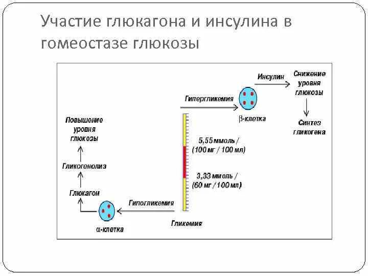 Адреналин и инсулин характеристики. Схема механизма действия инсулина и глюкагона. Глюкагон гормон механизм действия. Механизм секреции глюкагона. Механизм действия инсулина и глюкагона биохимия.